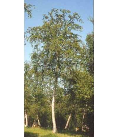 MSA BETULA PUBESCENS 50ML